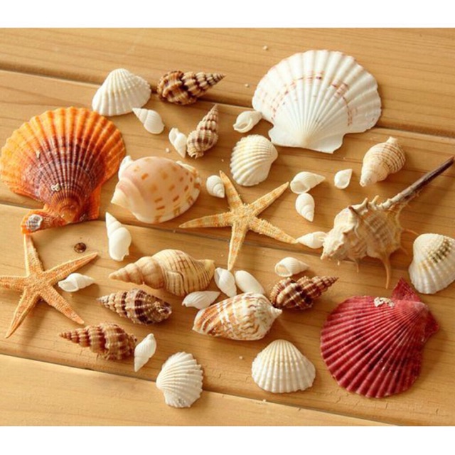 Seashells