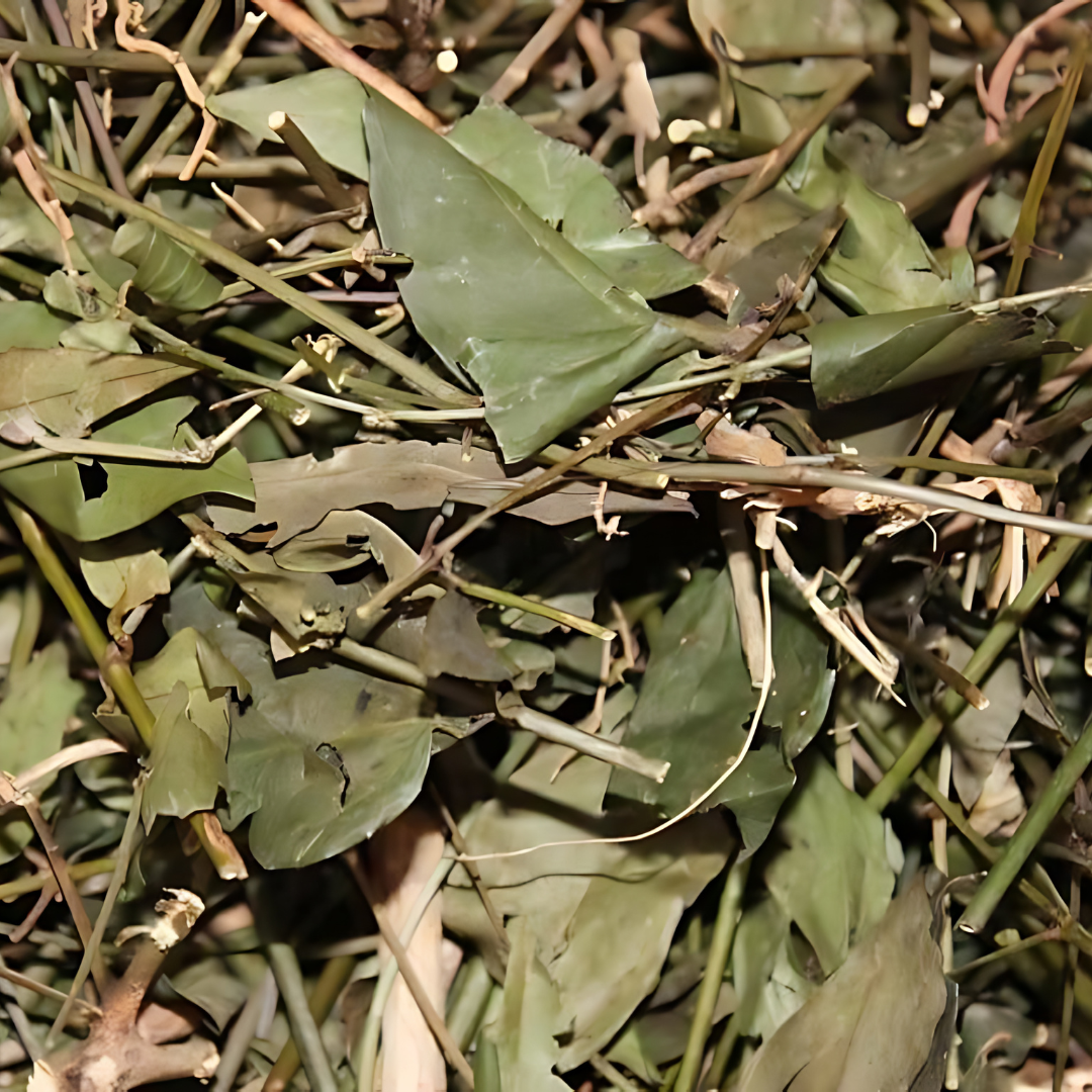 Dried Jasminum Subtriplinerve