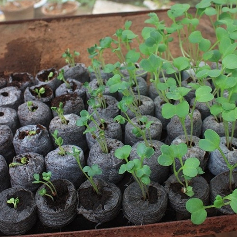 Coir Jiffy Pellet