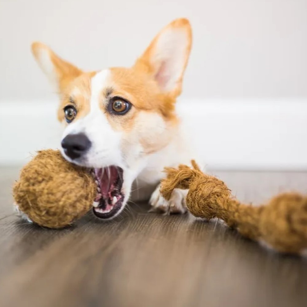 Coconut husk dog toys