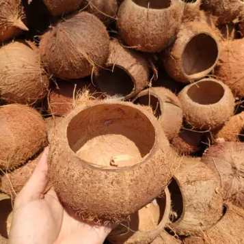 Coconut Raw Shell