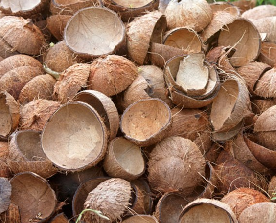 Coconut Raw Shell