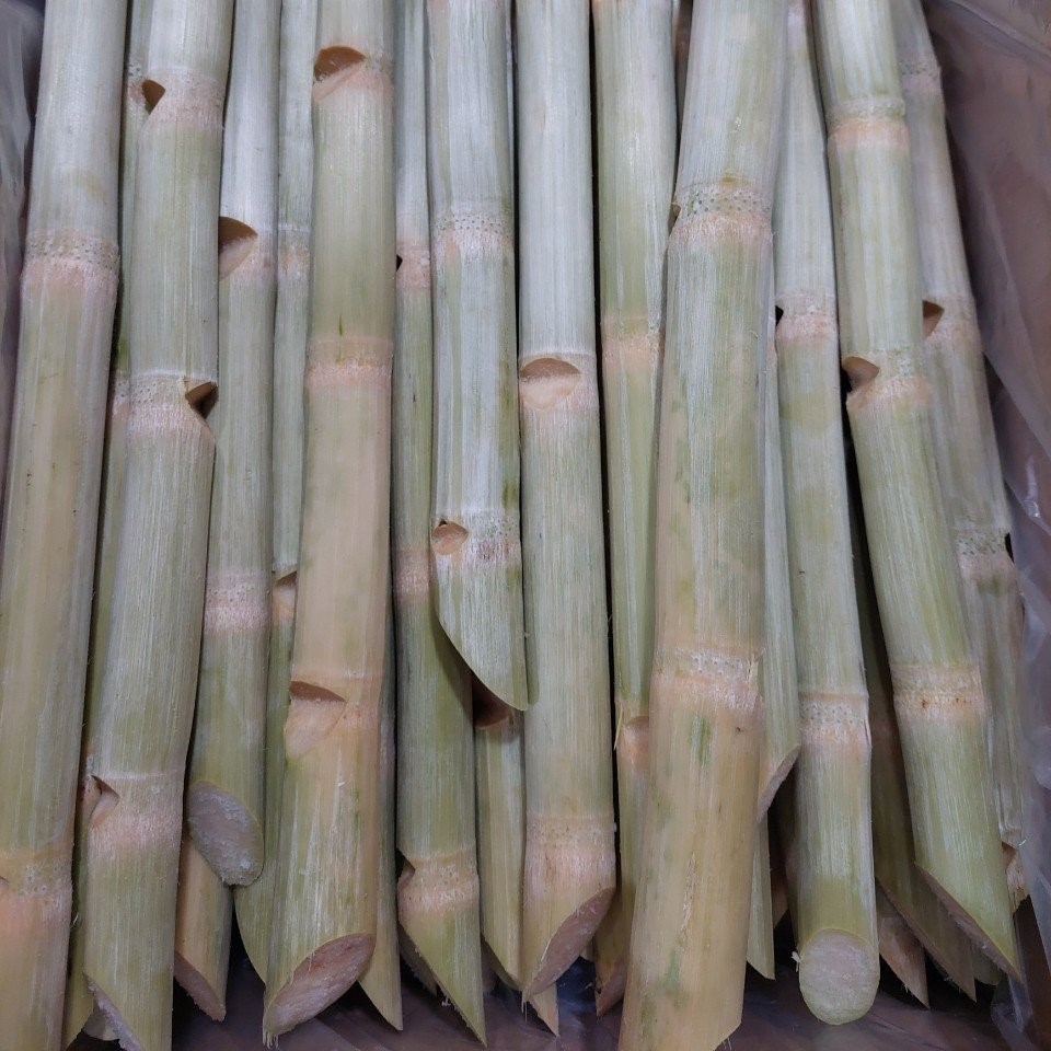 Frozen Sugarcane