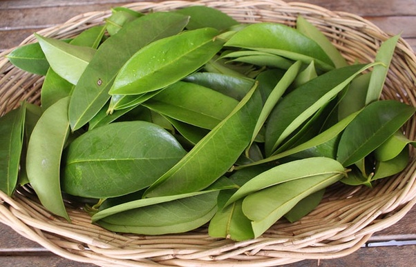 Dried Soursop Leaves