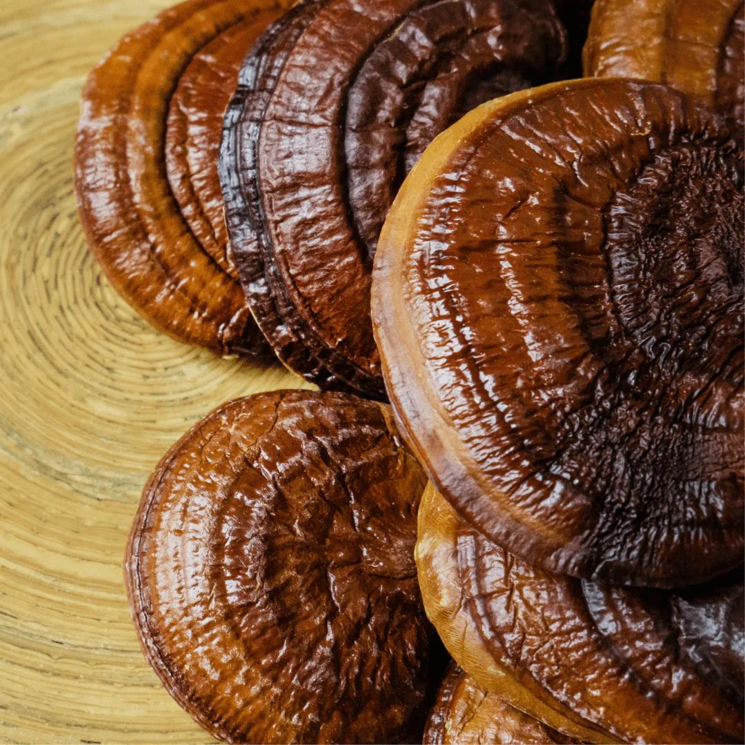 Lingzhi Reishi Mushroom 