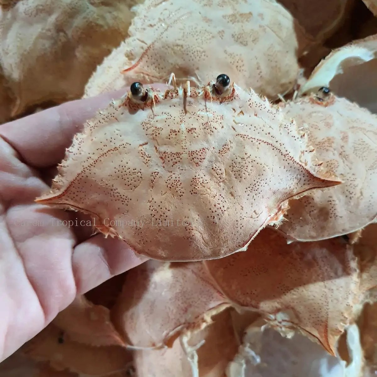 Crab Shell