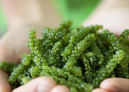 Dehydrated Sea Grapes