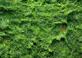 Green Seaweed