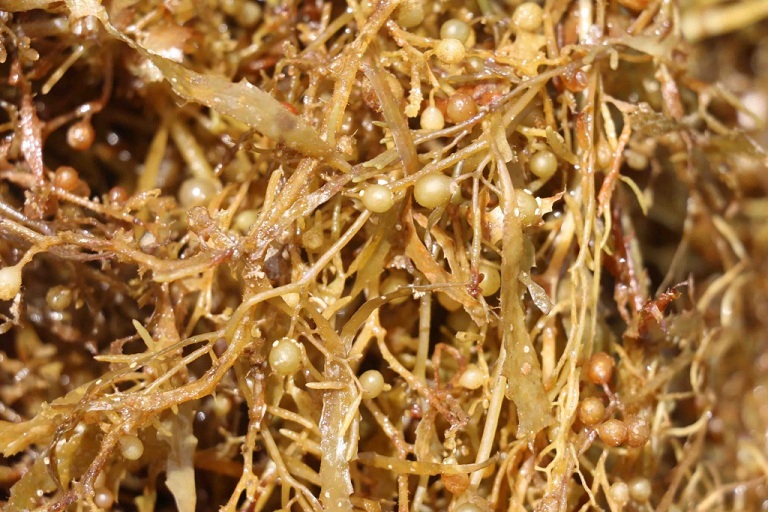 Dried Sargassum