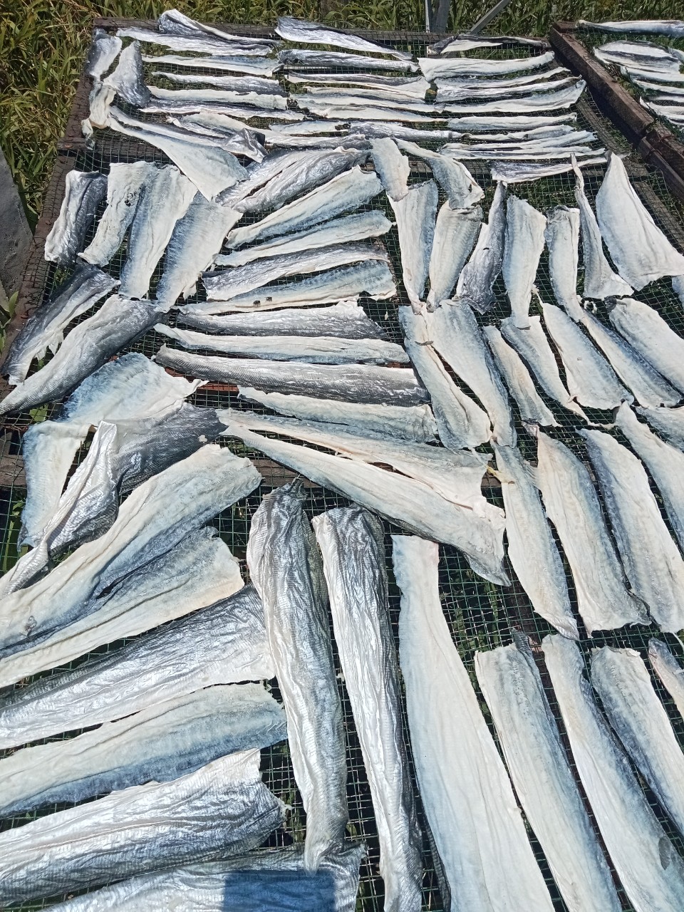 Dried Fish Skin