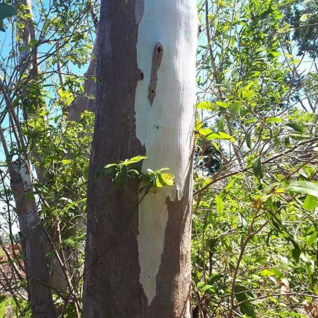 Raw Wood Log 