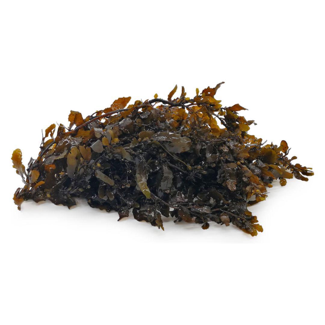 Dried Sargassum