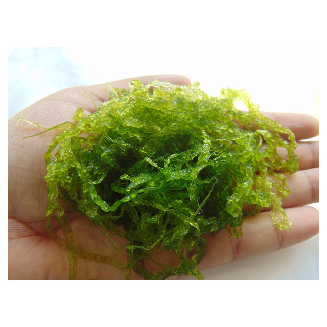 Green Seaweed