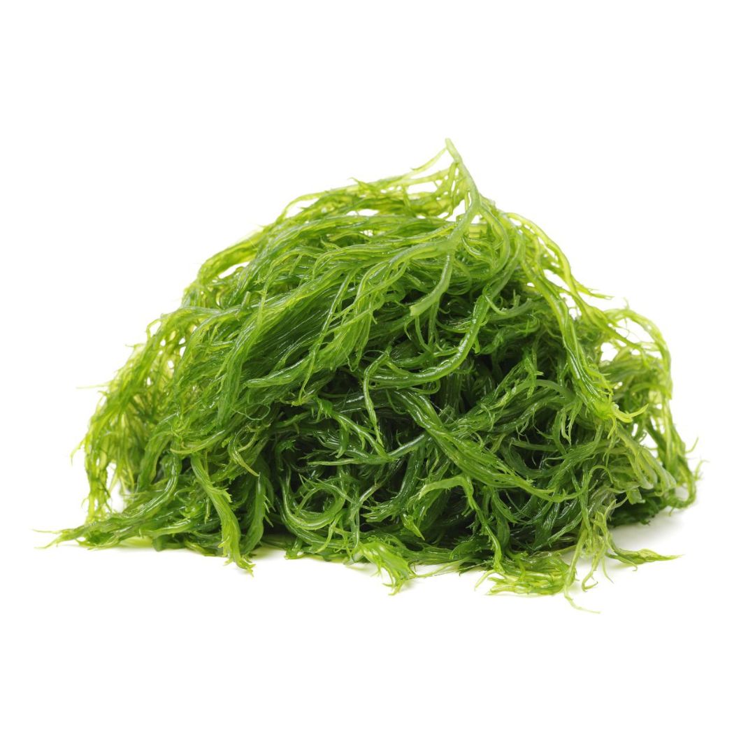 Green Seaweed