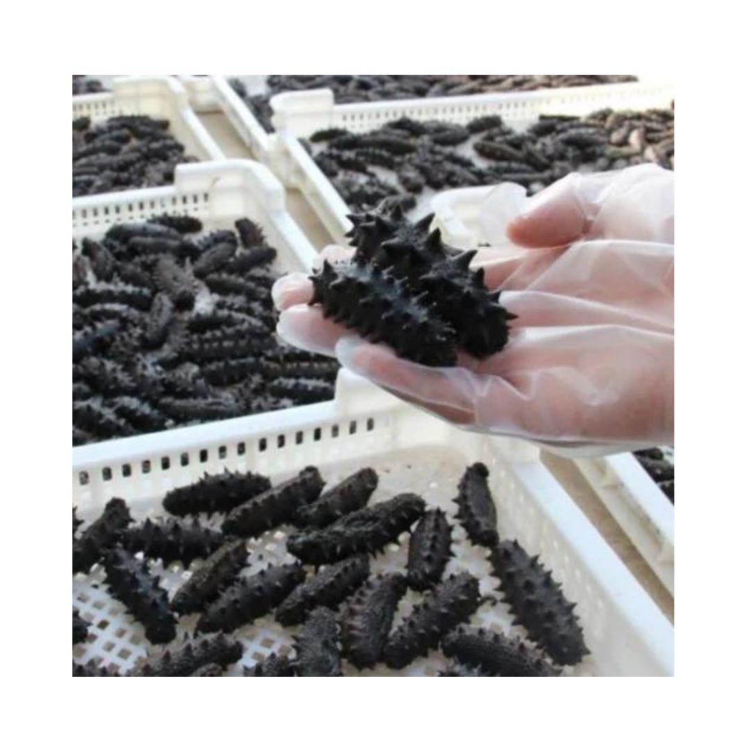 Dried Sea Cucumber