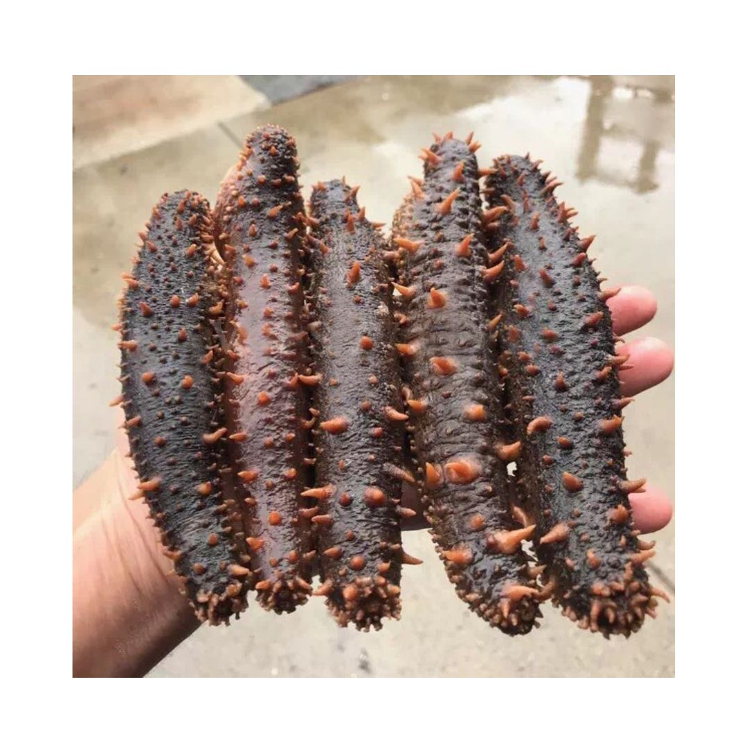 Dried Sea Cucumber