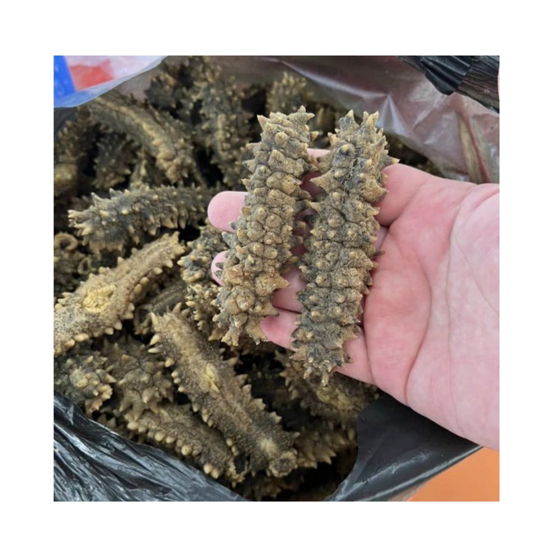 Dried Sea Cucumber