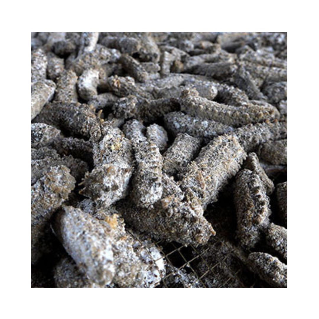 Dried Sea Cucumber