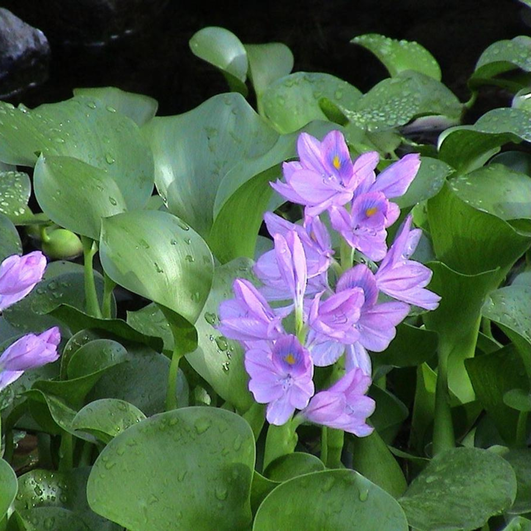 Water Hyacinth